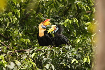 The knobbed hornbill (Rhyticeros cassidix), also known as Sulawesi wrinkled hornbill, is a colourful hornbill native to Indonesia.  © feathercollector