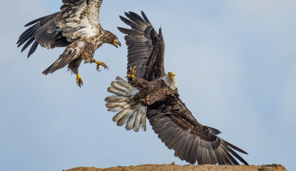 Two Bald Eagles in dramatic flight poses