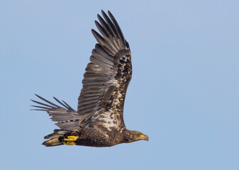 Bald Eagle - Juvenile bird in Michigan, USA