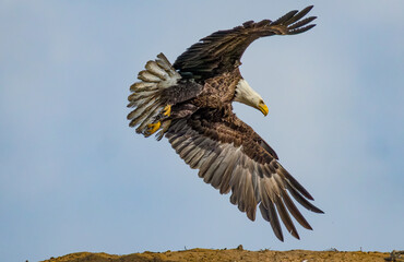 Bald Eagle - Juvenile bird in Michigan, USA
