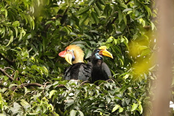 The knobbed hornbill (Rhyticeros cassidix), also known as Sulawesi wrinkled hornbill, is a...