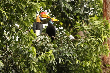 The knobbed hornbill (Rhyticeros cassidix), also known as Sulawesi wrinkled hornbill, is a colourful hornbill native to Indonesia.  © feathercollector