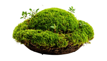Moss clump isolated on transparent background