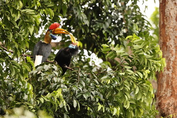 The knobbed hornbill (Rhyticeros cassidix), also known as Sulawesi wrinkled hornbill, is a colourful hornbill native to Indonesia.  © feathercollector