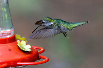 Hummingbird in flight. Shallow depth of field.