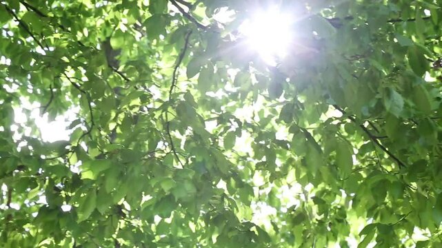 Powerful sun rays penetrate through dense lush tree branches creating stunning lens flares and light effects while foliage moves creating shifting patterns of brightness and shadow