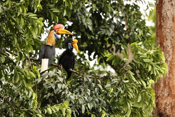 The knobbed hornbill (Rhyticeros cassidix), also known as Sulawesi wrinkled hornbill, is a...