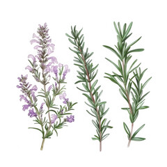 Obraz premium Three sprigs of fresh rosemary and lavender herb isolated on transparent background