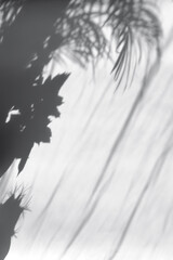 Leaf Shadows on Wall with Sharp Tropical Silhouette.