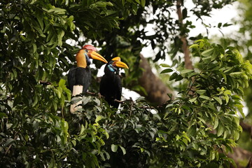 The knobbed hornbill (Rhyticeros cassidix), also known as Sulawesi wrinkled hornbill, is a colourful hornbill native to Indonesia.  © feathercollector