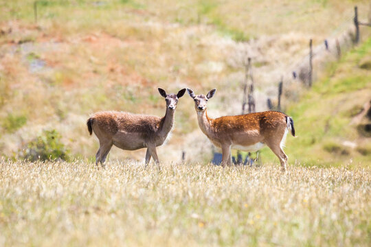 Couple of wild fawns looking at camera, Australia