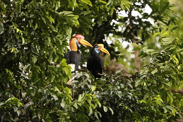 The knobbed hornbill (Rhyticeros cassidix), also known as Sulawesi wrinkled hornbill, is a colourful hornbill native to Indonesia.  © feathercollector