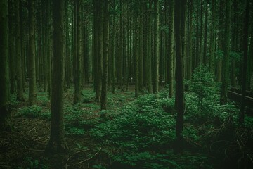 Fototapeta premium Mystical moody cedar forest with dense green foliage and wet ground