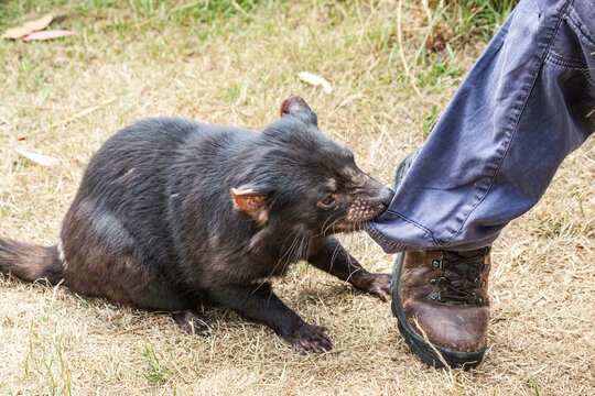 Tasmanian devil biting leg, Australia