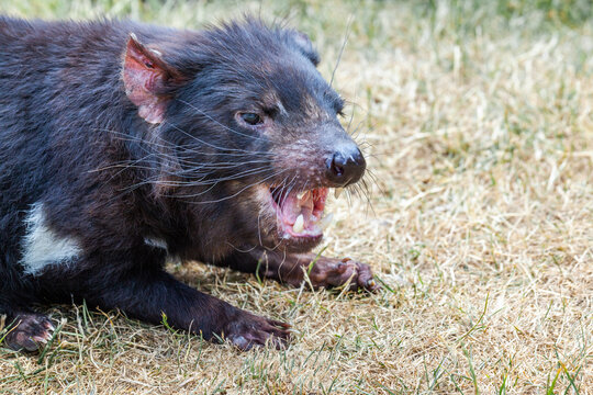 Tasmanian devil close up, Tasmania, Australia