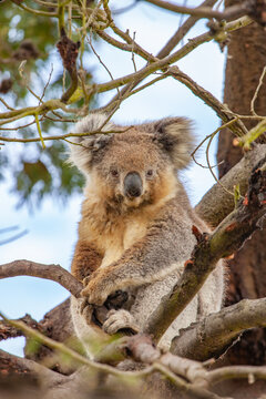 Close up of koala on an eucalyptus tree, Tasmania, Australia