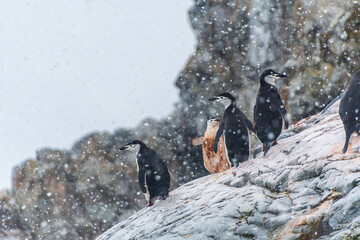 Impression of the Shinstrap Penguin - Pygoscelis antarcticus- colony at Cierva Cove, on the...