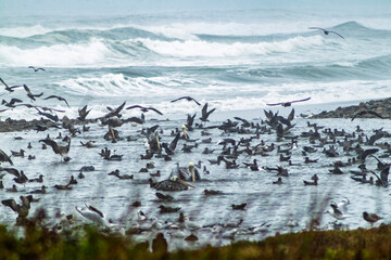 flock of seagulls and other birds in the Lluta River wetland