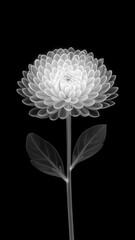 Black and white illustration. Flower on a black background