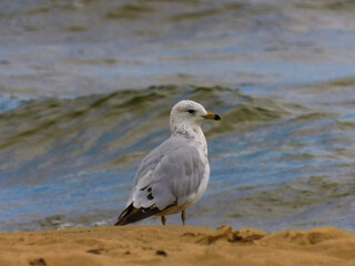 seagull on the beach