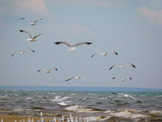 seagulls on the beach