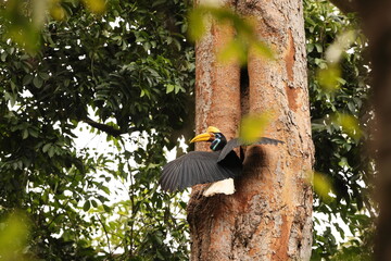The knobbed hornbill (Rhyticeros cassidix), also known as Sulawesi wrinkled hornbill, is a...