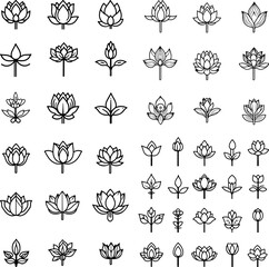 lotus, lotus flower, aquatic flower, water plant, sacred lotus, lotus bloom, pond flower, water lily, lotus petals, lotus blossom, lotus pond, aquatic flora, pink lotus, white lotus, lo