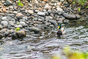 mallard walking on river stones