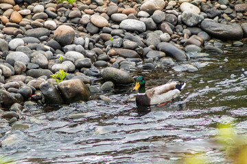 mallard walking on river stones
