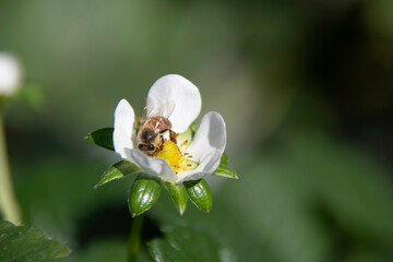 The bee gently lands on the strawberry flower, collecting nectar and spreading pollen. Delicate and essential, it marks the beginning of the sweet cycle of the fruit that soon forms.