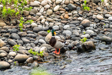 Canadian duck walking on river stones