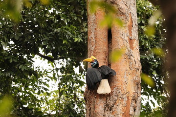 The knobbed hornbill (Rhyticeros cassidix), also known as Sulawesi wrinkled hornbill, is a colourful hornbill native to Indonesia.  © feathercollector