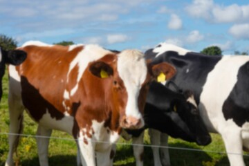 Holstein cows on grassy field