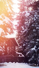 Fototapeta premium Cottage amidst snow covered trees