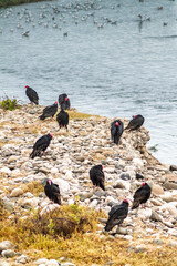 Red-necked vulture at the mouth of the Lluta River