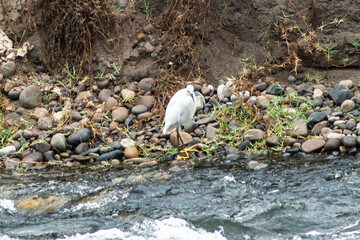 white heron on the river
