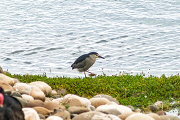 blue heron in the Lluta River wetland