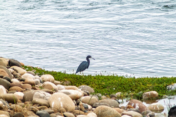 blue heron in the Lluta River wetland