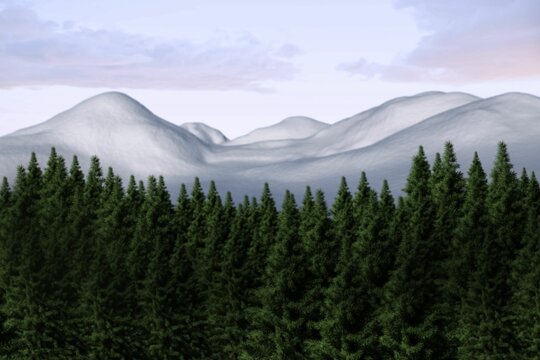 Fototapeta Fir tree forest in snowy land