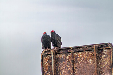 Red-headed vulture in the wetland at the mouth of the Lluta River
