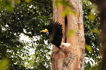 The knobbed hornbill (Rhyticeros cassidix), also known as Sulawesi wrinkled hornbill, is a...