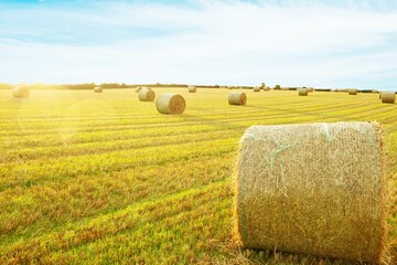 Golden fields with hay bales