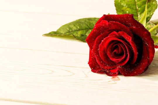 Fototapeta Red rose on wood with copy space