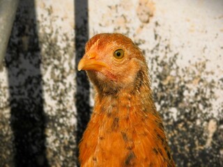 portrait of a chicken