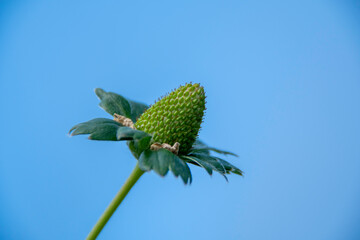Close-up of the strawberry fruit emerging from the center of the flower. The base swells, changes color, marking the beginning of the sweet cycle of the fruit that soon forms.