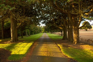 Empty road amidst trees on field