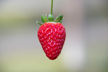 Close-up photos of the strawberry reveal every detail of the fruit: golden seeds, shiny surface and...