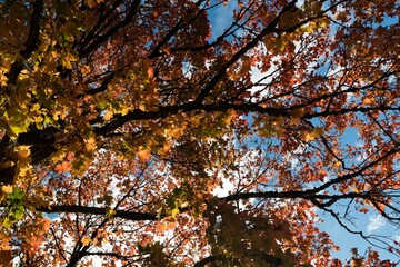 Low angle view of tree against blue sky