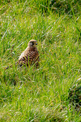 This small kestrel, perfectly camouflaged in the tall grass.