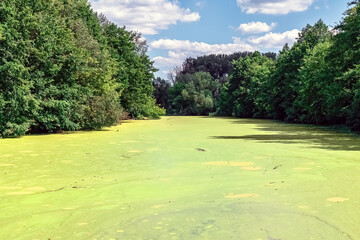 Sukhа Lokhvytsia River with green algae bloom winds through dense forest in Lokhvytsia, Ukraine. Scenic natural waterway framed by lush trees under a cloudy summer sky in Poltava region